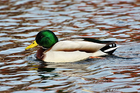brown and green mallard duck on body of water thumbnail