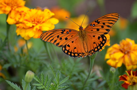 orange and black butterfly close-up photo thumbnail