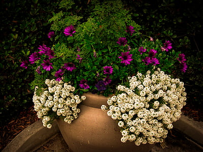purple and white petaled flowers thumbnail