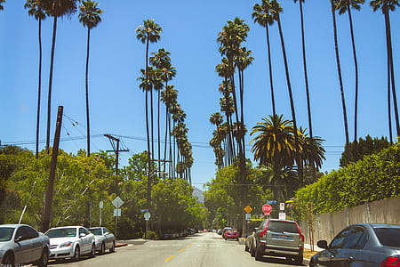 gray vehicle near green leafed tree at daytime thumbnail