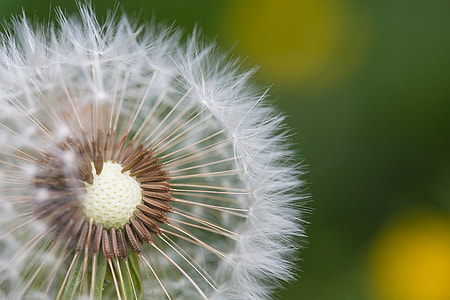 Half-Naked Flower Blowball/Dandelion thumbnail