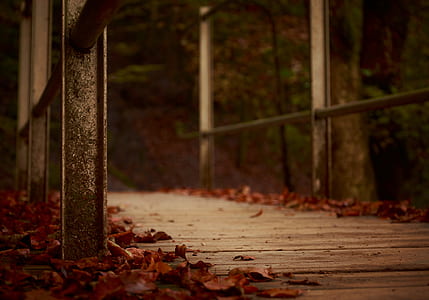 dry leaves on bridge thumbnail