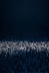 photo of snow-coated pine trees thumbnail