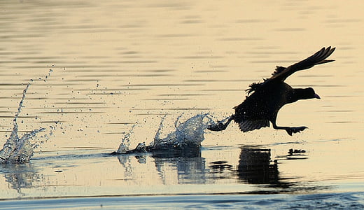 silhouette of bird on body of water during golden hour thumbnail