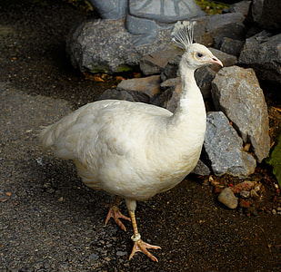 white peahen near gray rocks thumbnail