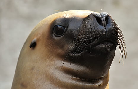 macro photography of seal thumbnail