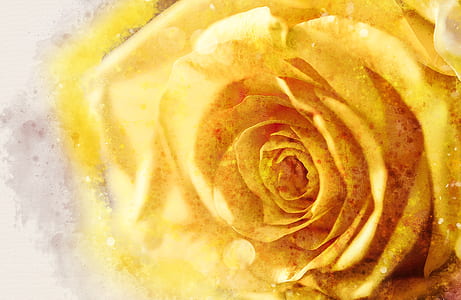 yellow rose flower thumbnail