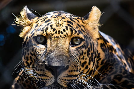 close-up photography of jaguar thumbnail