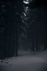 shallow focus photography of forest thumbnail