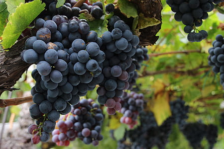 shallow focus photo of bunch of grapes thumbnail