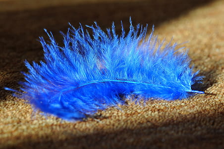 close up photography of blue feather thumbnail