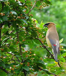 beige and gray bird standing on branch thumbnail