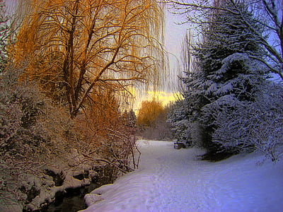 snow covered tress by the creek thumbnail