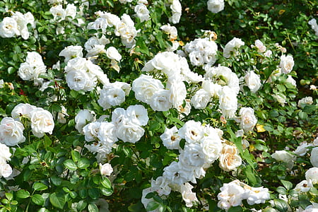 white roses in bloom thumbnail