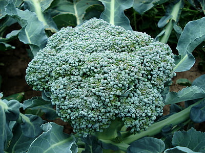 green vegetable thumbnail