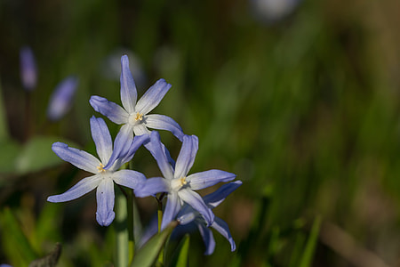 Ordinary Snow Pride, Chionodoxa Luciliae thumbnail