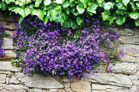 purple petaled flowers in wall thumbnail