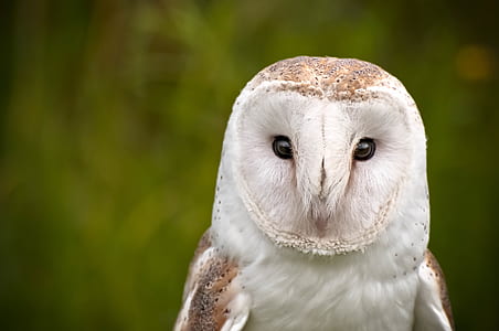 focus photography of owl thumbnail