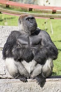 black and white gorilla thumbnail