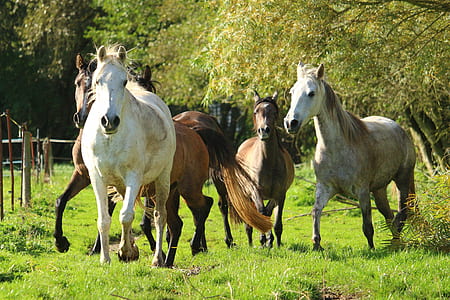 white and brown horses thumbnail