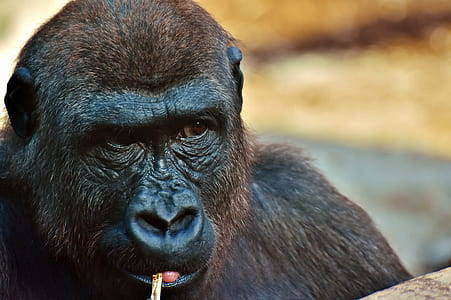 close-up photography of black gorilla thumbnail