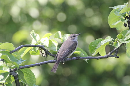 brown bird perching on tree branch thumbnail