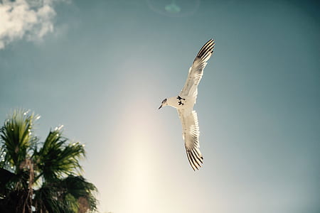 white bird flying during daytime thumbnail