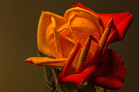closeup photography of orange and red rose flower thumbnail