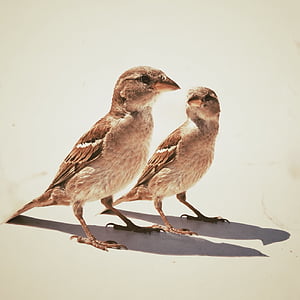 two brown sparrows on white surface thumbnail