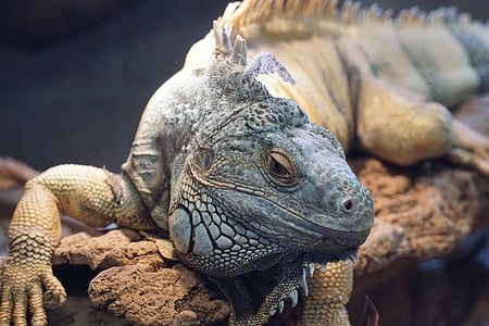 brown and grey iguana lizard on brown rocks closeup photography thumbnail