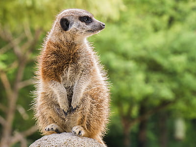 selective focus photography of meerkat sitting on brown rock at daytime thumbnail