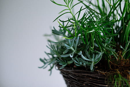 green succulent plant thumbnail