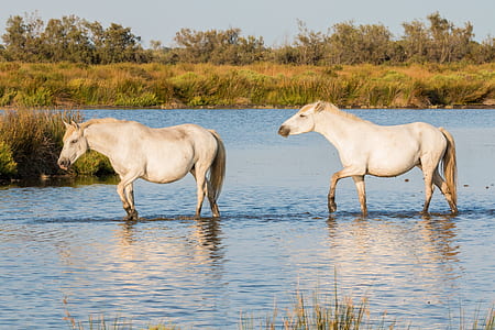two white horses walking on body of water at daytime thumbnail