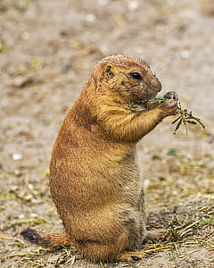 Brown and Black Rodent Eating Green Leaves during Daytime thumbnail