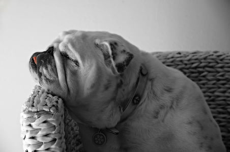 adult English bulldog thumbnail