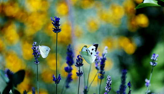blue flowers thumbnail