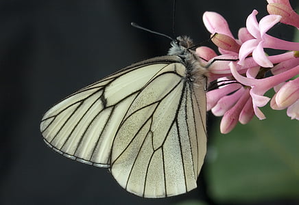 close up photo of paperkite butterfly perched on pink petaled flowers thumbnail