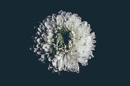 white chrysanthemum in closeup shot with black background thumbnail