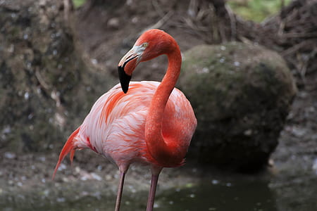 pink flamingo on ground thumbnail