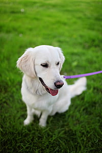 animal, dog, pet, cute thumbnail