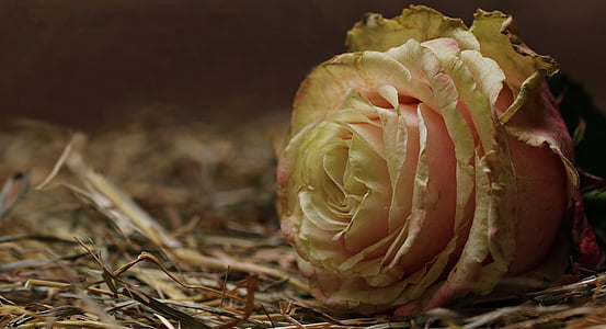 close-up photo of pink and white rose on dried grass thumbnail