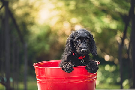 black cocker spaniel puppy in red metal pail thumbnail