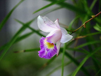 close up photography of purple and white flower thumbnail