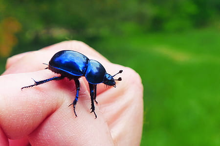 selective macro photography of person handling black beetle thumbnail