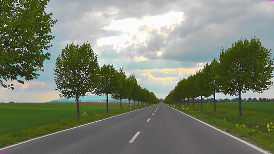 concrete road between trees clipart thumbnail