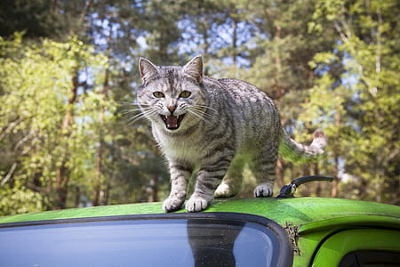 gray tabby cat on top of green vehicle roof at daytime thumbnail