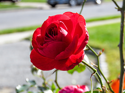 red rose in shallow-focus shot thumbnail