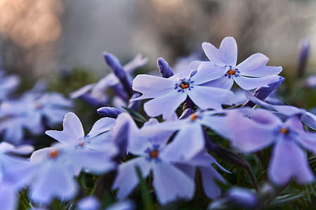Purple Phlox Flowers thumbnail