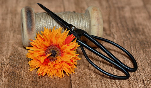 black tailoring shears, orange petaled flower, and beige thread on brown wooden surface thumbnail