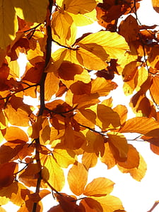 photo of dried leaves against sun rays thumbnail